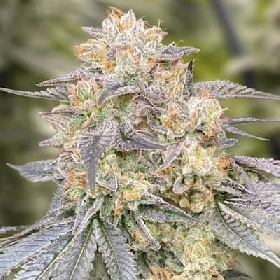 Gorilla Zkittlez > Philosopher Seeds